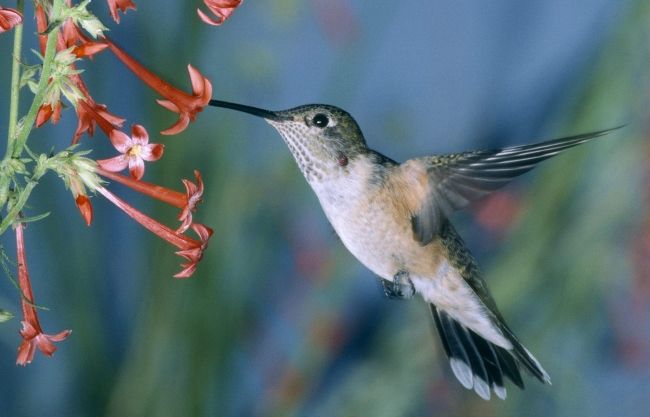 Прямая трансляция из гнезда Колибри (Hummingbird)