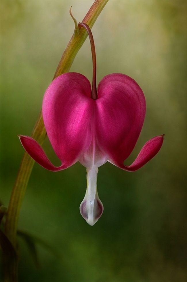 Переможці фотоконкурсу & laquo; International Garden Photographer of the Year & raquo ;: частина перша