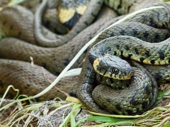 Переможці фотоконкурсу & laquo; International Garden Photographer of the Year & raquo ;: частина перша