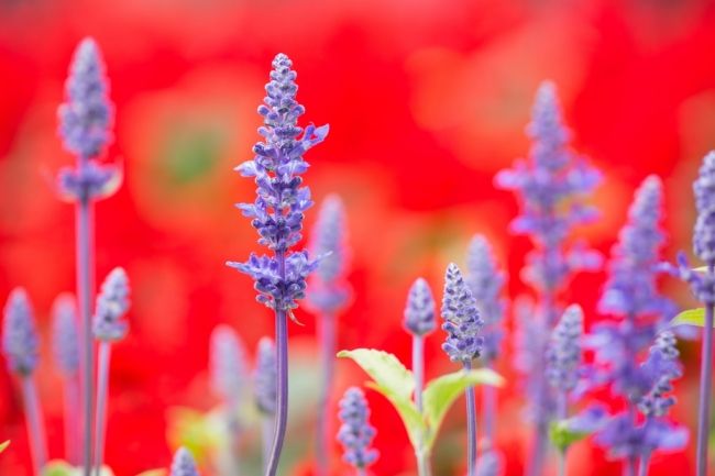 Фестиваль цветов в Гонконге «Hong Kong Flower Show 2013»