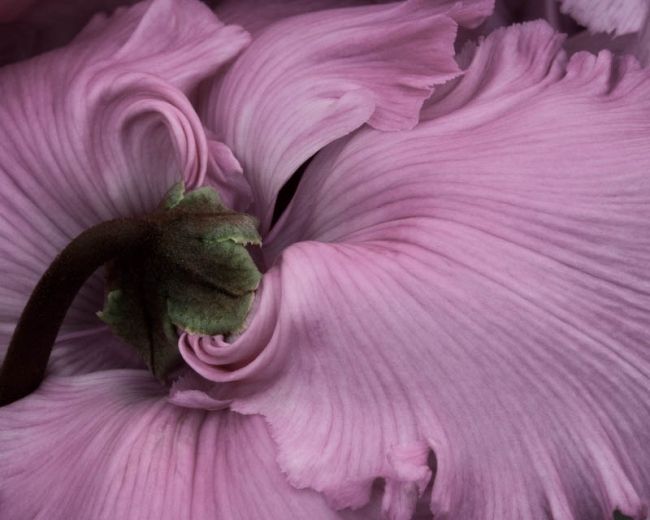 Переможці фотоконкурсу & laquo; International Garden Photographer of the Year & raquo ;: частина перша