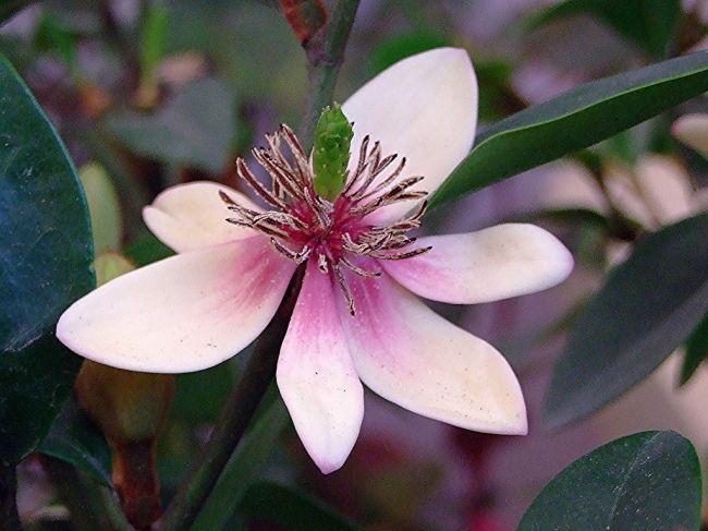 Фестиваль цветов в Гонконге «Hong Kong Flower Show 2013»