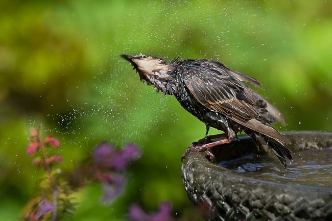 Победители фотоконкурса «International Garden Photographer of the Year»: часть вторая