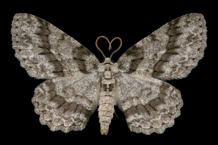 Екзотичні метелики в фотографіях Джима де Рів'єра (Jim des Rivieres)