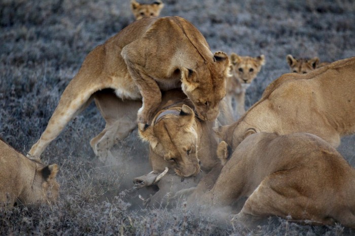 Lions of the Serengeti