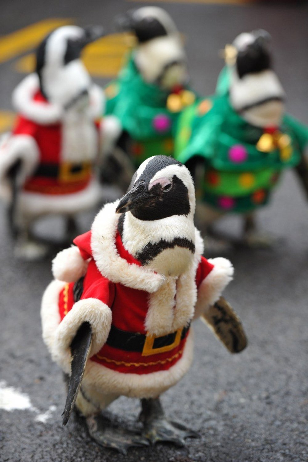 Christmas penguins in South Korea