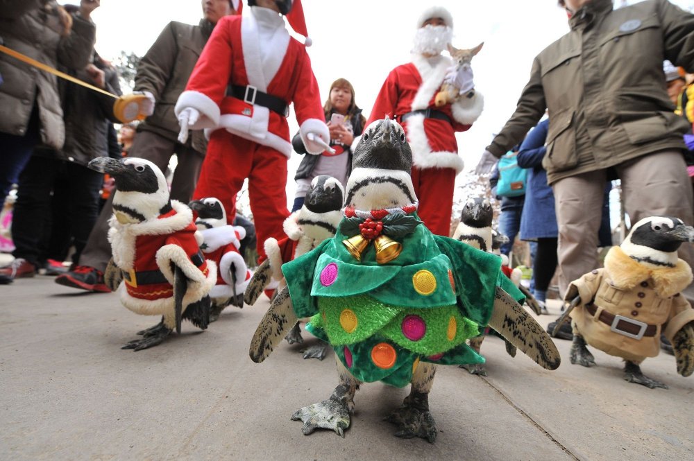 Christmas penguins in South Korea