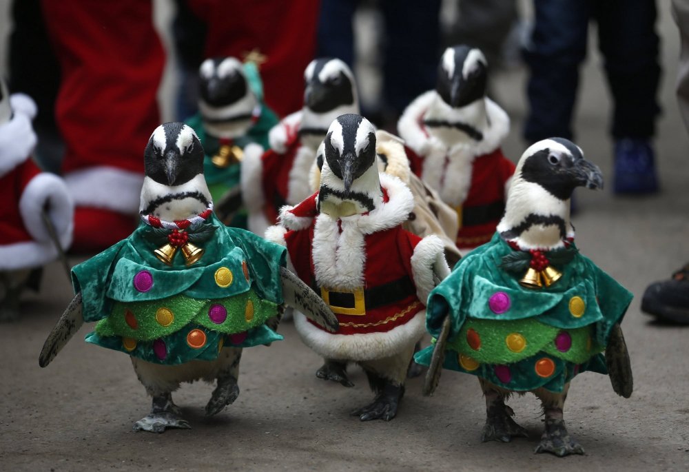 Christmas penguins in South Korea