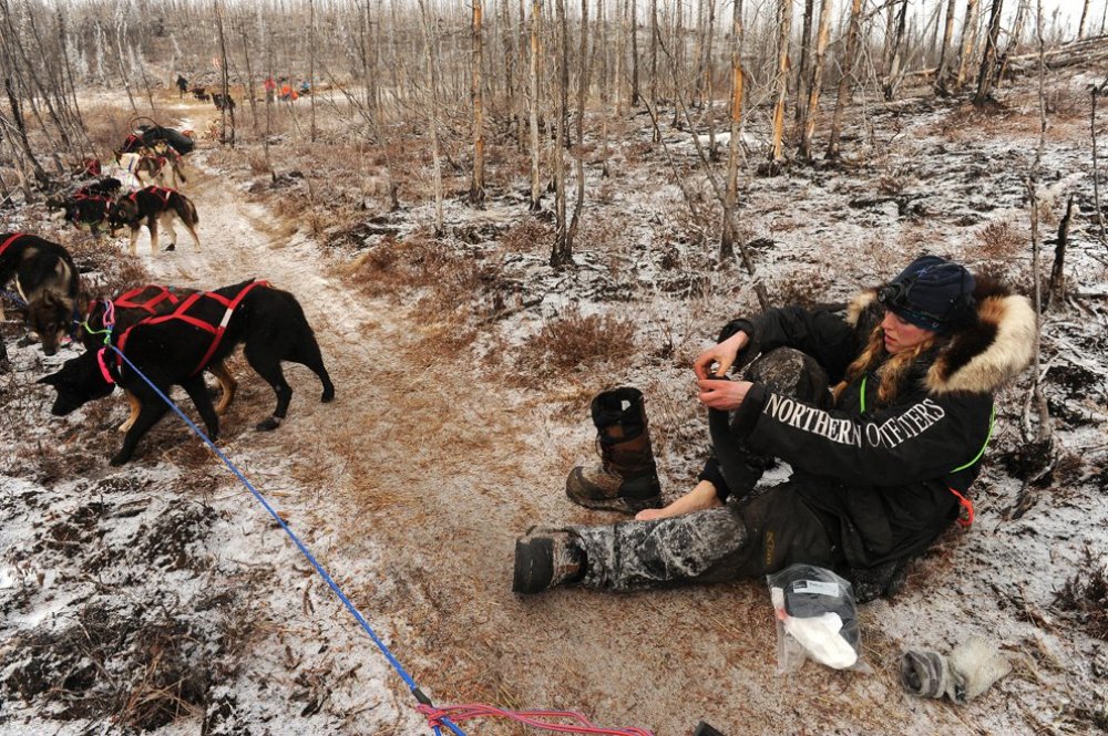 Carreras anuales de trineos tirados por perros «Iditarod Trail Dog Race 2014»