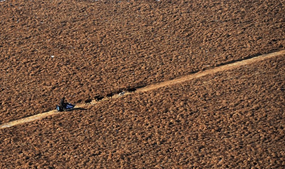 Carreras anuales de trineos tirados por perros «Iditarod Trail Dog Race 2014»