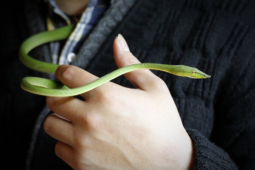 新闻中的动物：快乐的牛、与蛇玩耍的动物以及与狼犬与在一起的公爵夫人