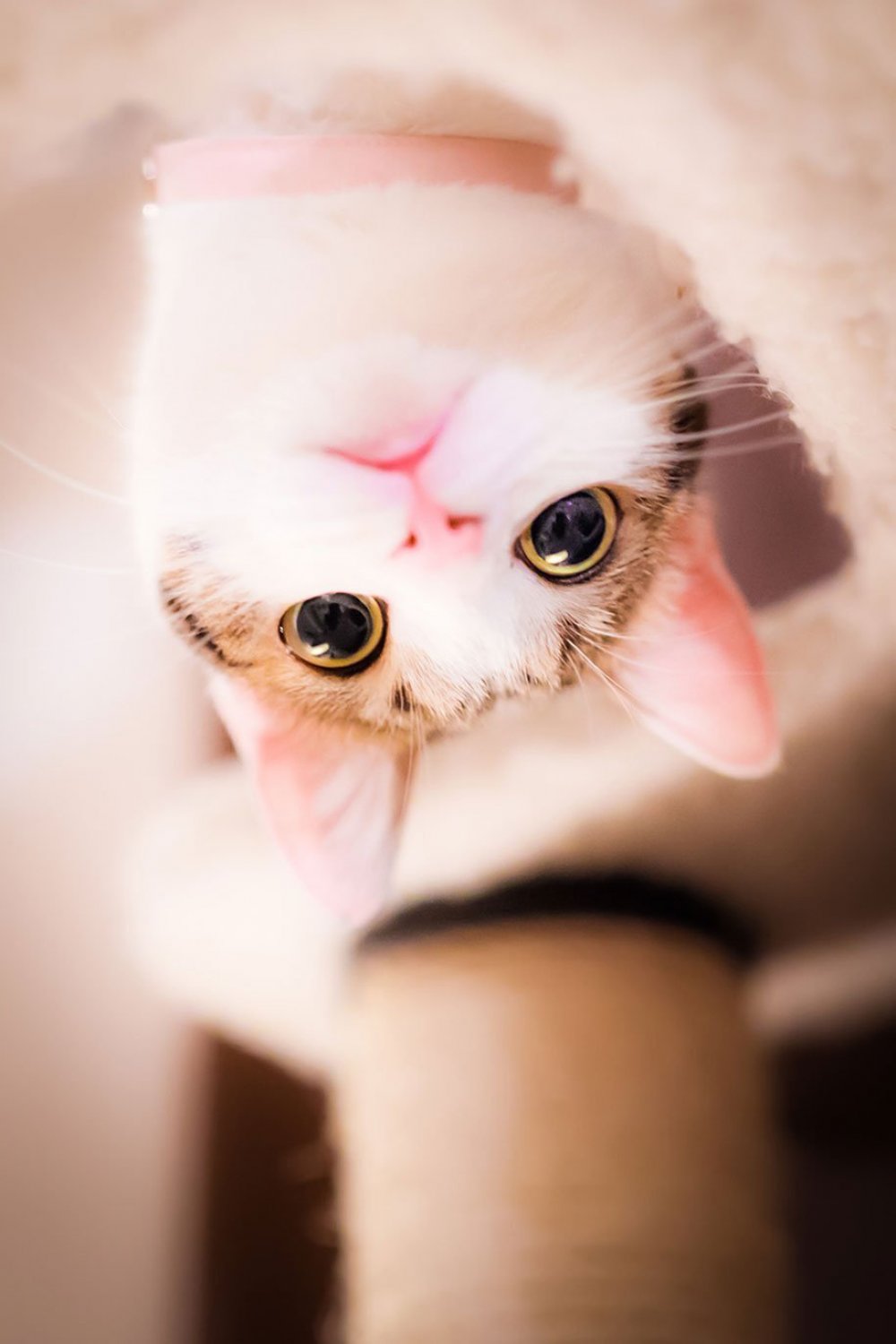 Fotógrafo de gatos Seiji Mamiya