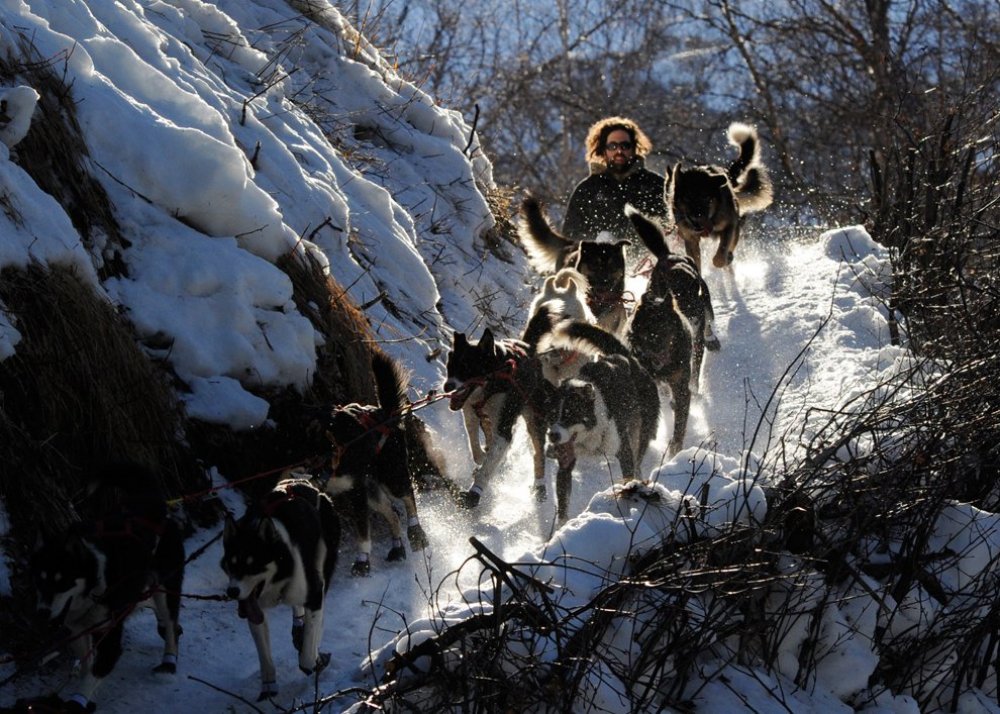 Carreras anuales de trineos tirados por perros «Iditarod Trail Dog Race 2014»