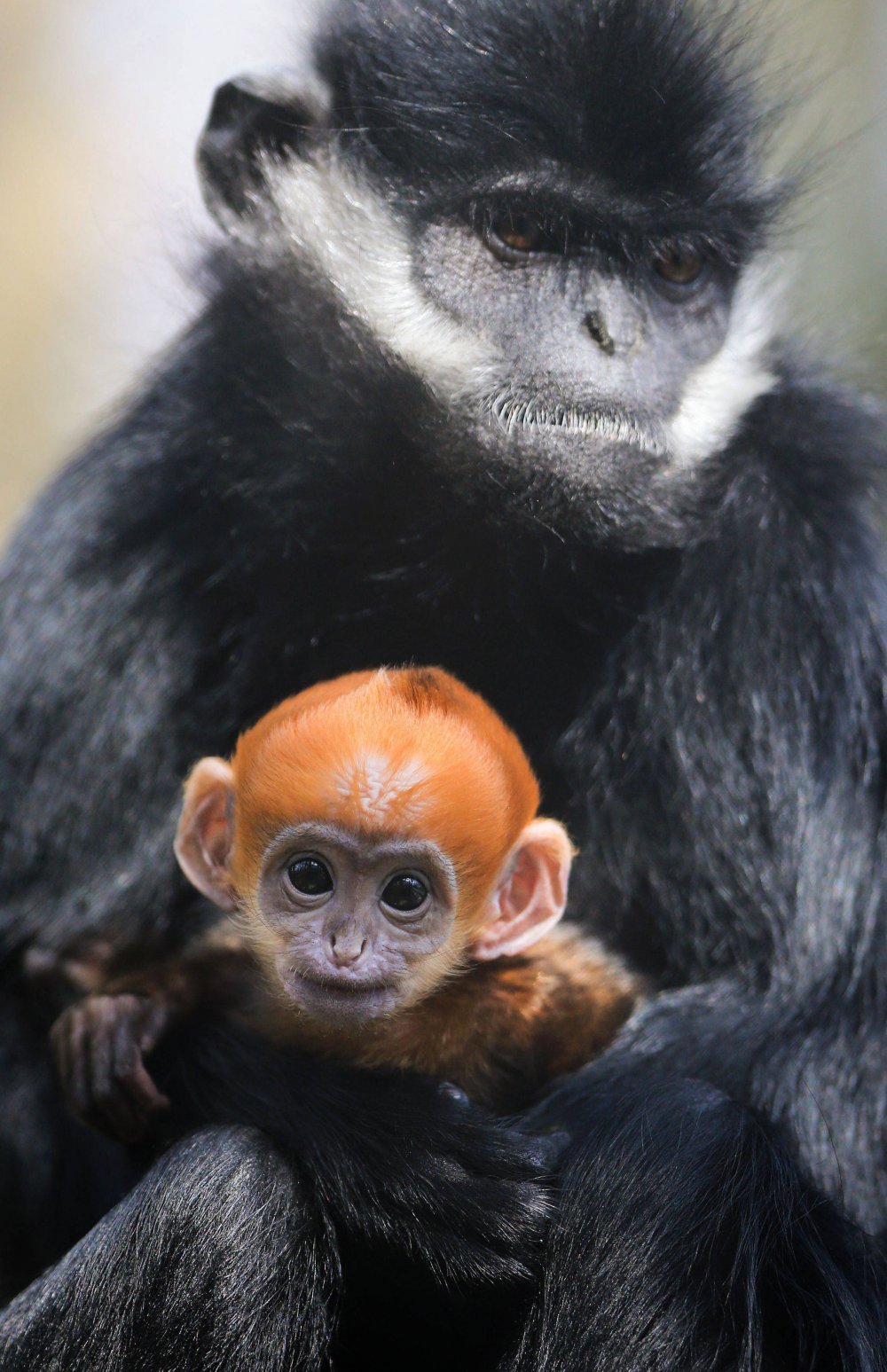 新闻中的动物：快乐的牛、与蛇玩耍的动物以及与狼犬与在一起的公爵夫人