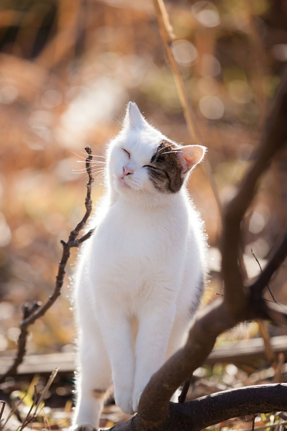 Fotógrafo de gatos Seiji Mamiya