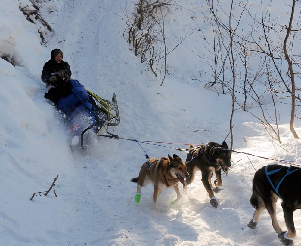 Carreras anuales de trineos tirados por perros «Iditarod Trail Dog Race 2014»