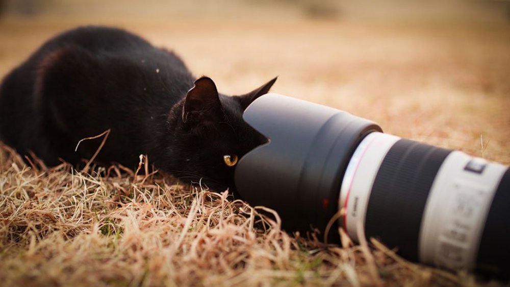 Fotógrafo de gatos Seiji Mamiya