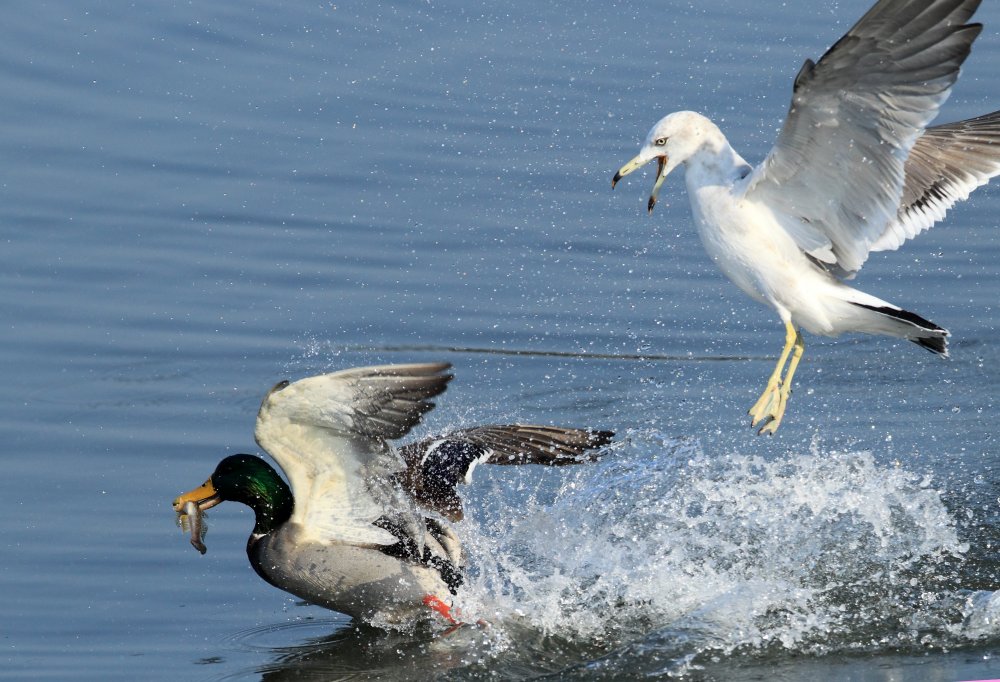新闻中的动物：快乐的牛、与蛇玩耍的动物以及与狼犬在一起的公爵夫人