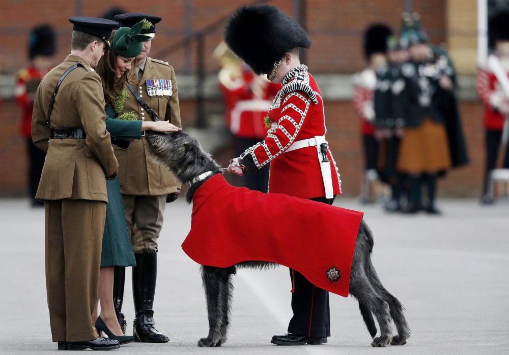 新闻中的动物：快乐的牛、与蛇玩耍的动物以及与狼犬在一起的公爵夫人