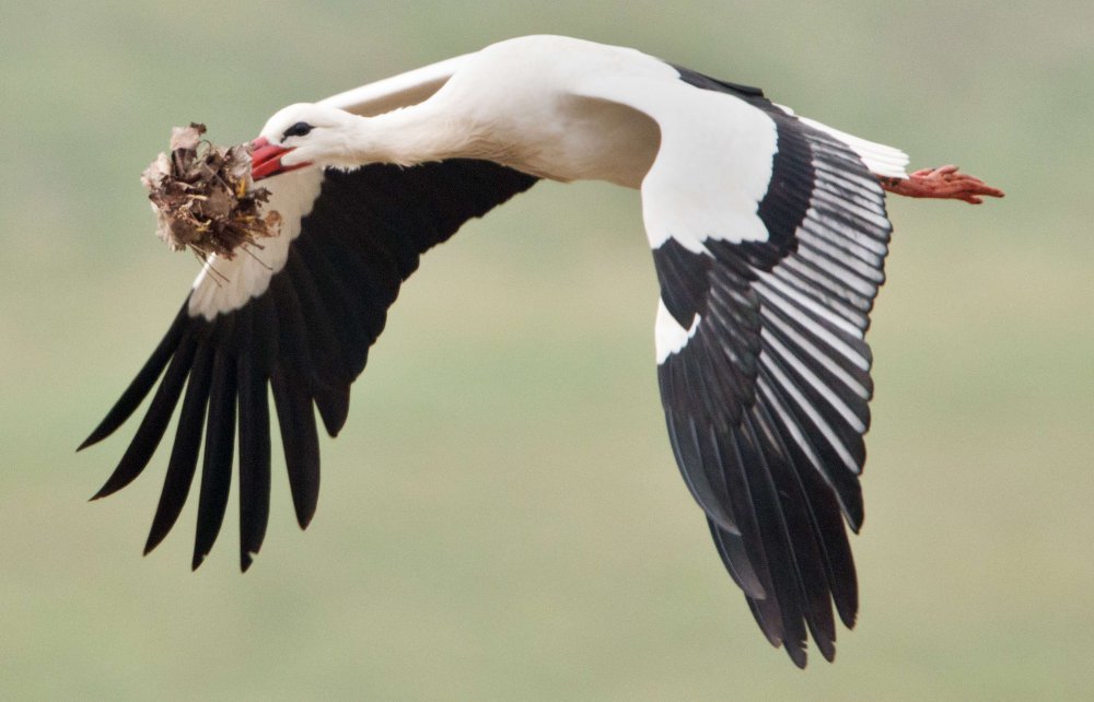 新闻中的动物：快乐的牛、与蛇玩耍的动物以及与狼犬在一起的公爵夫人