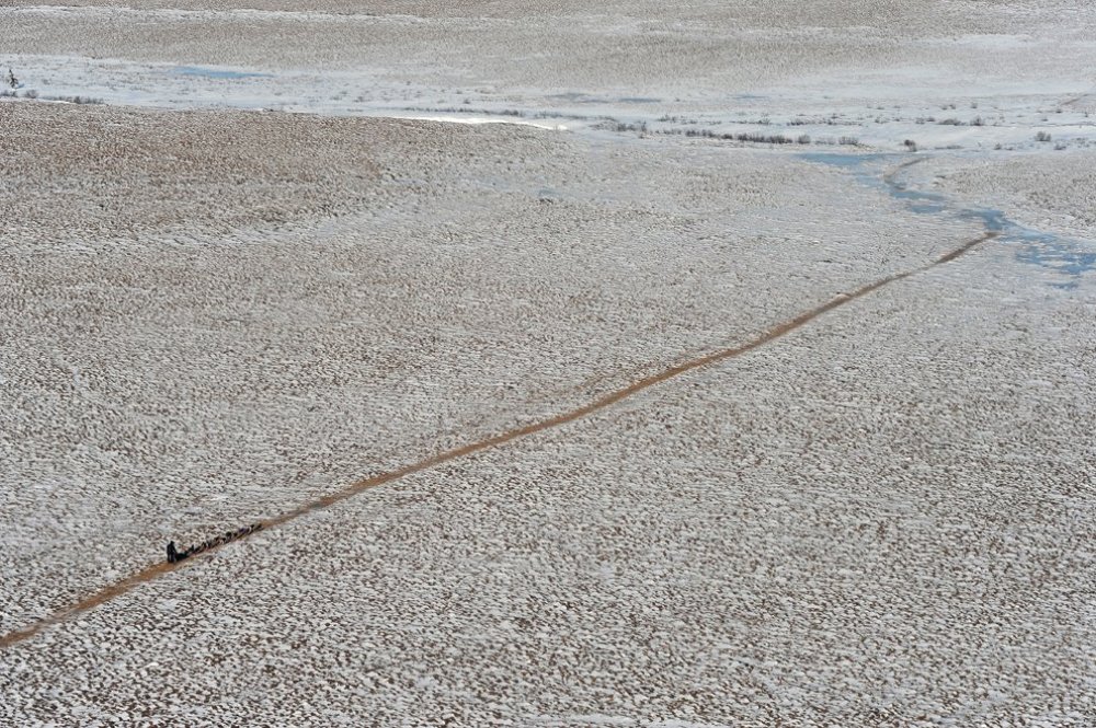 Carreras anuales de trineos tirados por perros «Iditarod Trail Dog Race 2014»