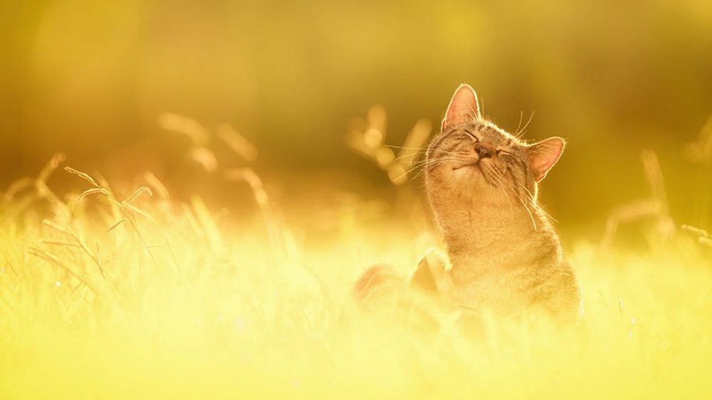 Fotógráfico de gatos Seiji Mamiya