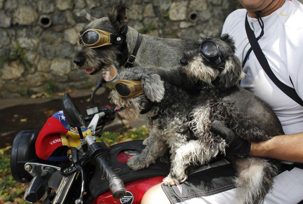 新闻中的动物：快乐的牛、与蛇玩耍的动物以及与狼犬在一起的公爵夫人