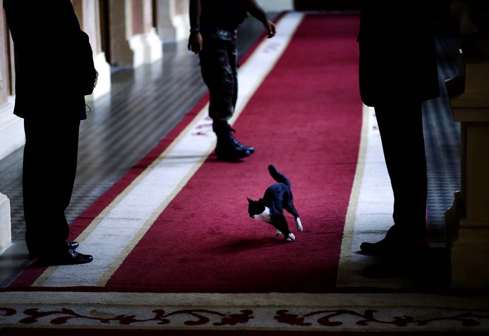 新闻中的动物：快乐的牛、与蛇玩耍的动物以及与狼犬在一起的公爵夫人