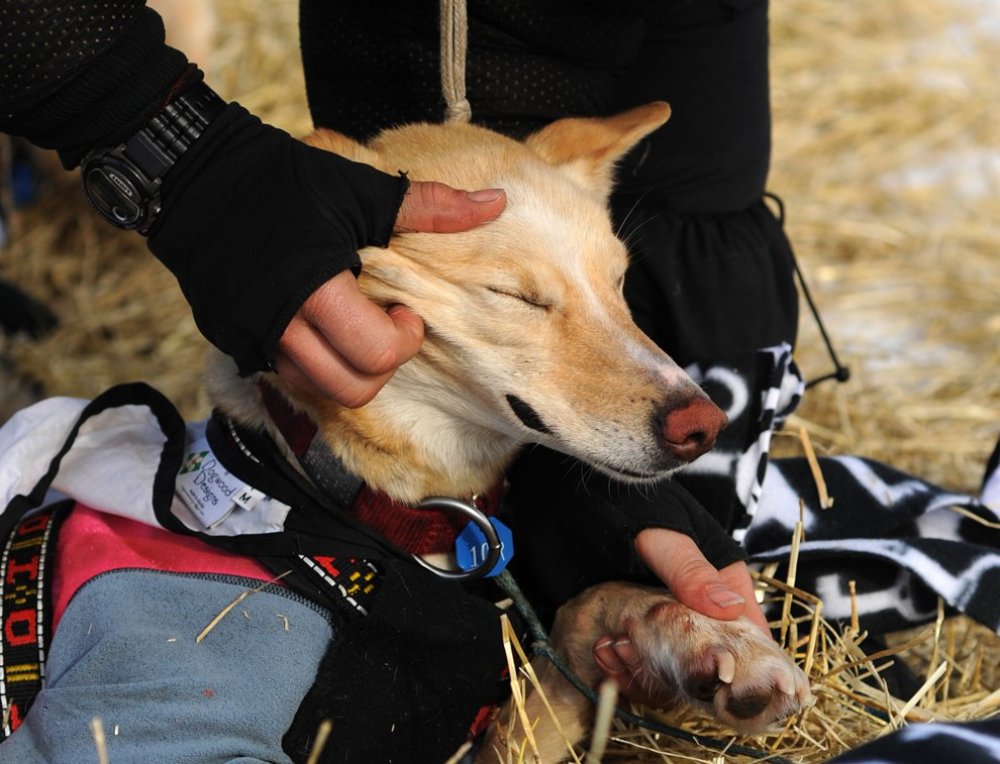 Carreras anuales de trineos tirados por perros «Iditarod Trail Dog Race 2014»