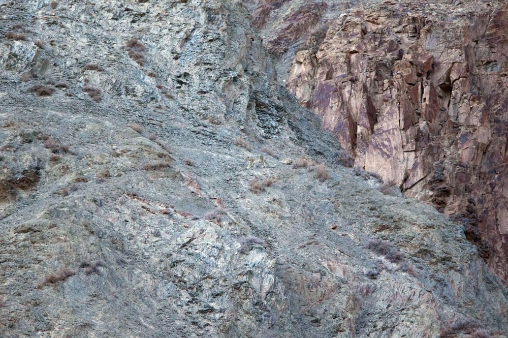 Colección de fotos de animales camuflados