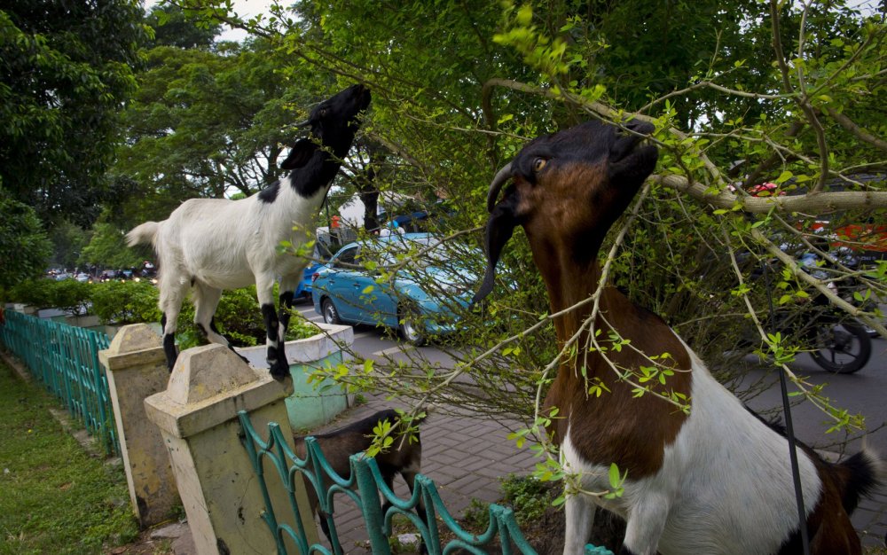 Животные в новостях: горилла-рекордсмен, переезд фламинго и альпако-пассажир