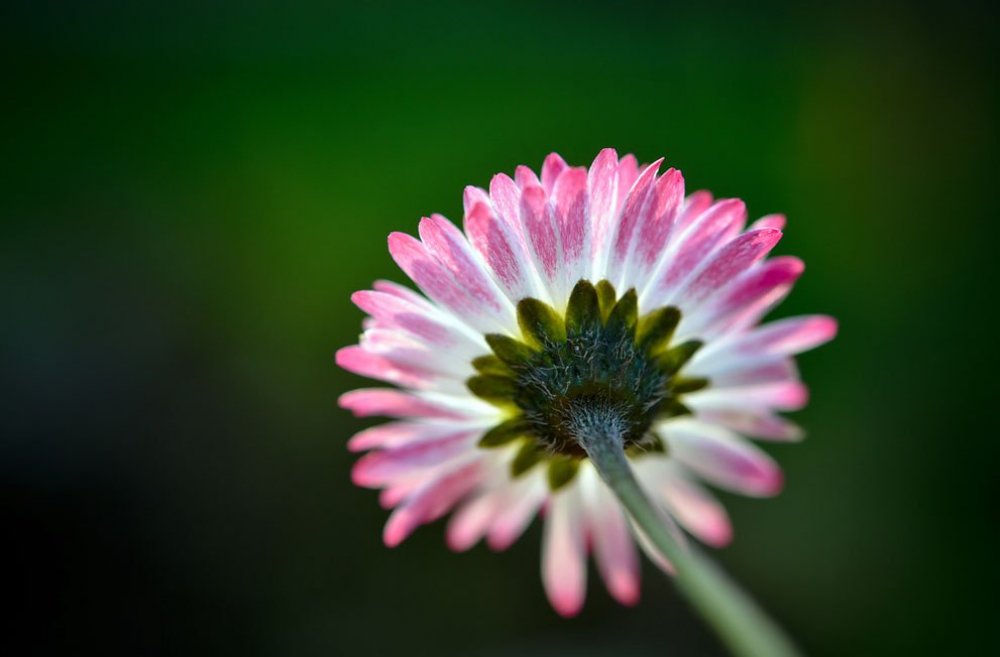 The spring riot of the Earth