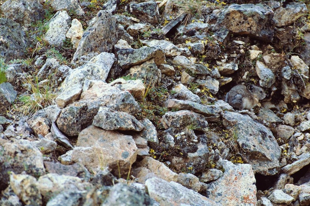 Colección de fotos de animales camuflados