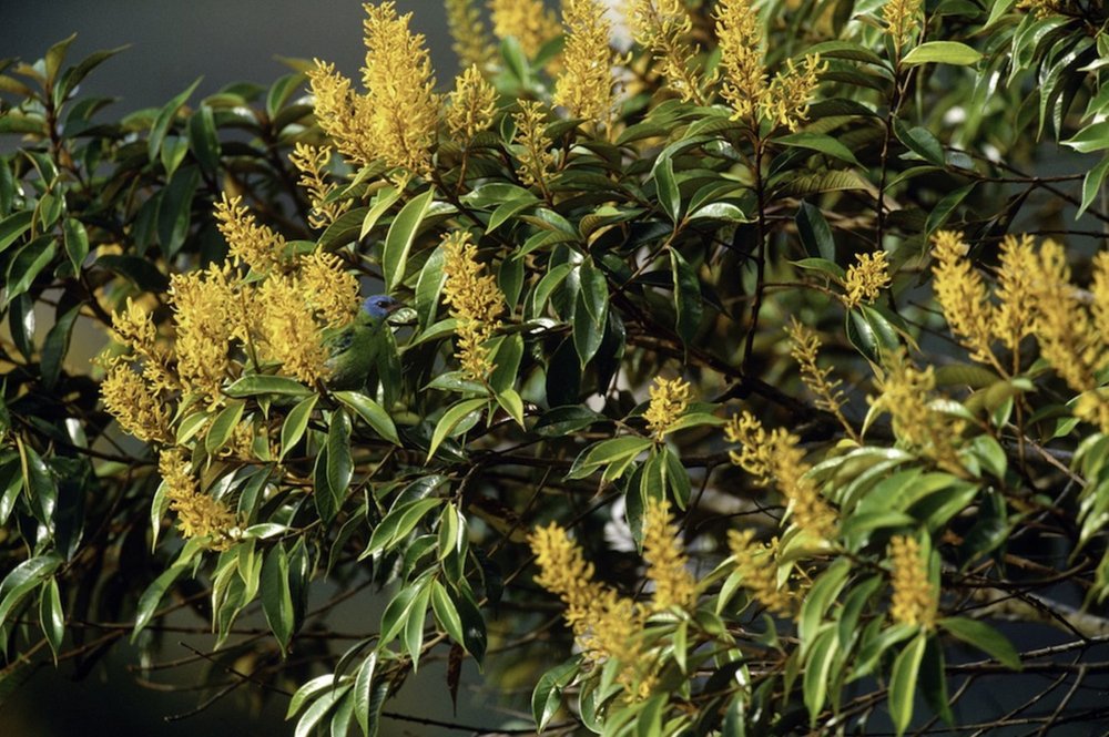 Colección de fotos de animales camuflados