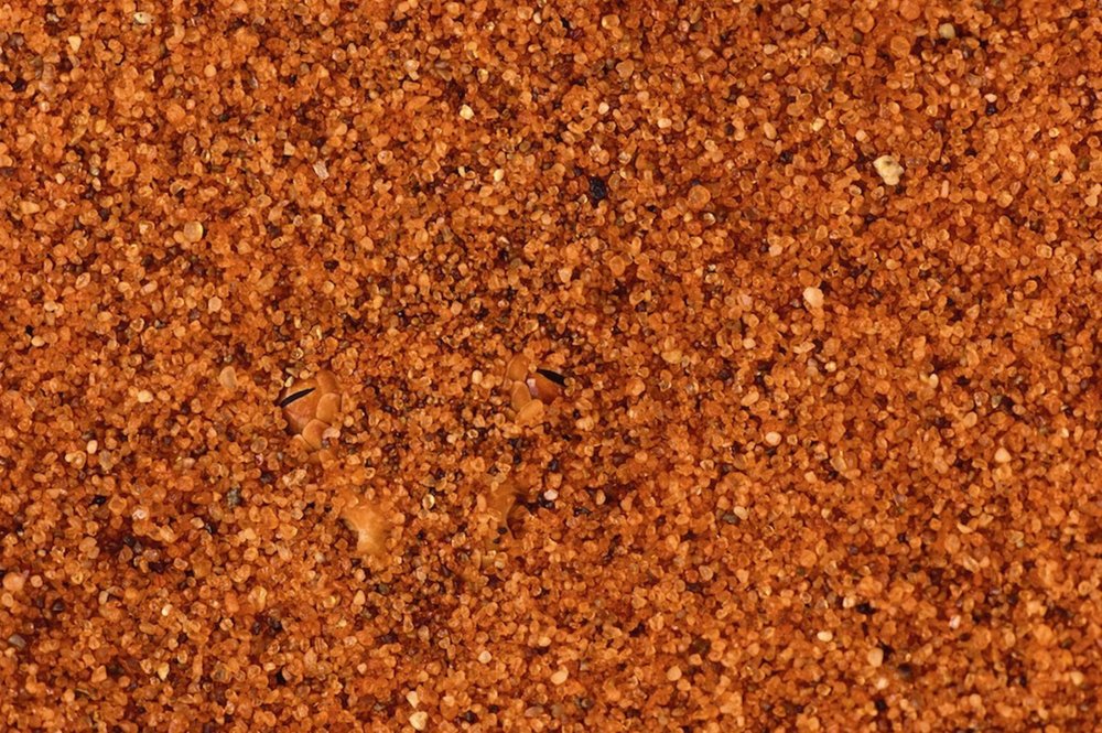 Colección de fotos de animales camuflados