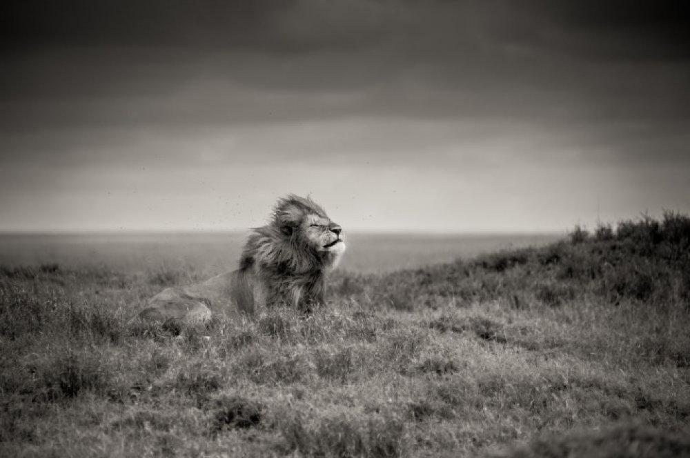 Кращі фото National Geographic за март