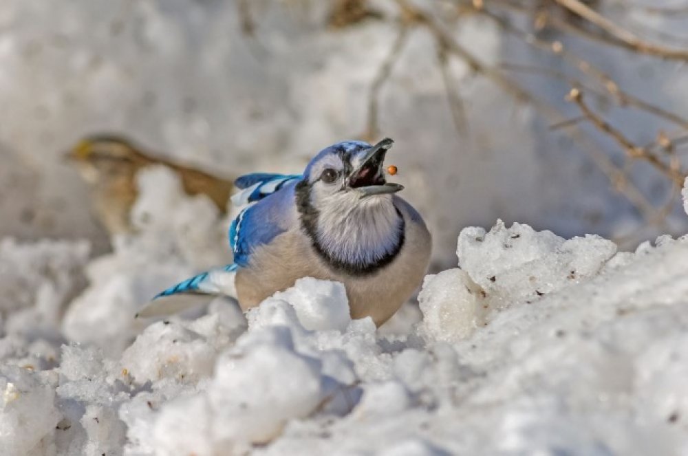 Кращі фото National Geographic за март