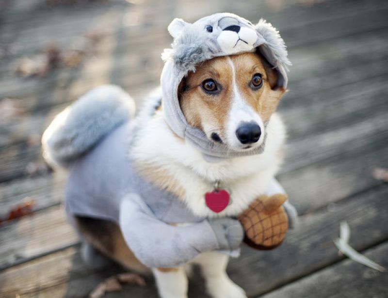 12 hilarious photos of the funniest dogs