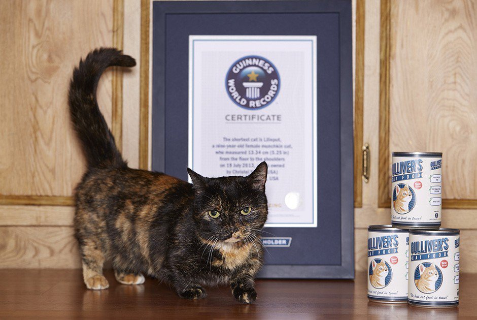 Книга рекордів Гіннеса: 60 років історії (частина друга)