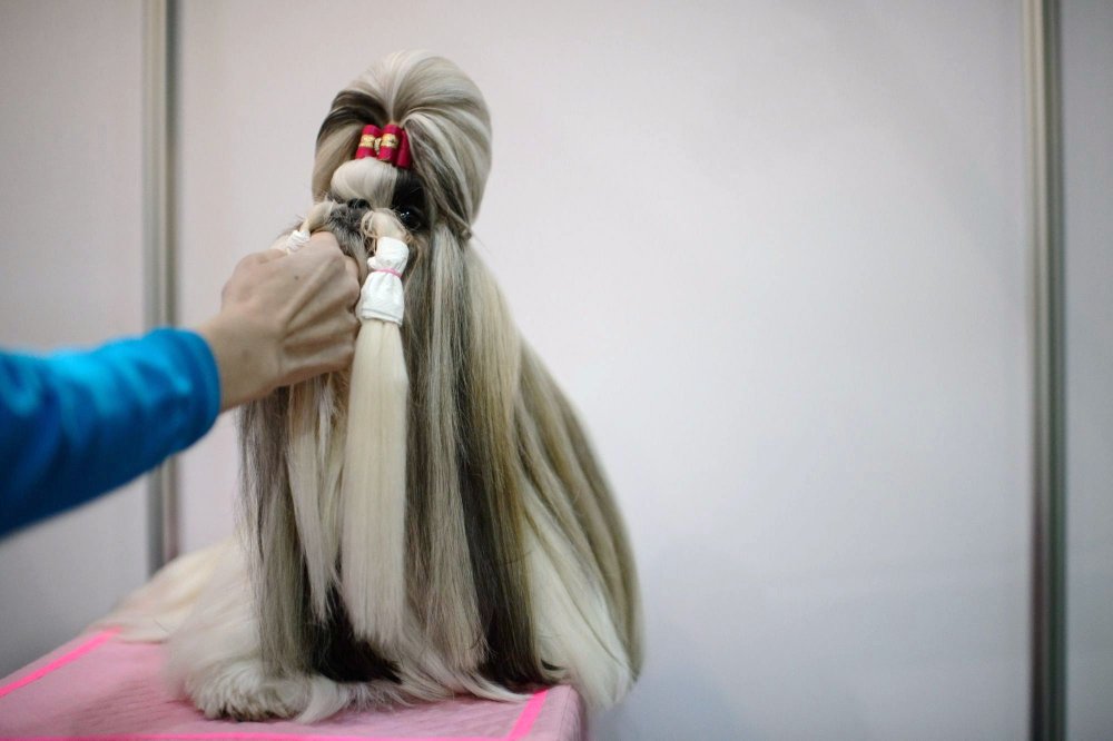 Dog Show in South Korea