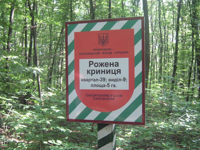 Джерело «Рожена криниця»