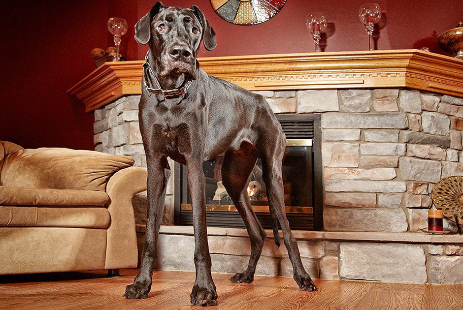 Книга рекордів Гіннеса: 60 років історії (частина друга)