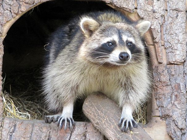 Докучаєвський зоопарк