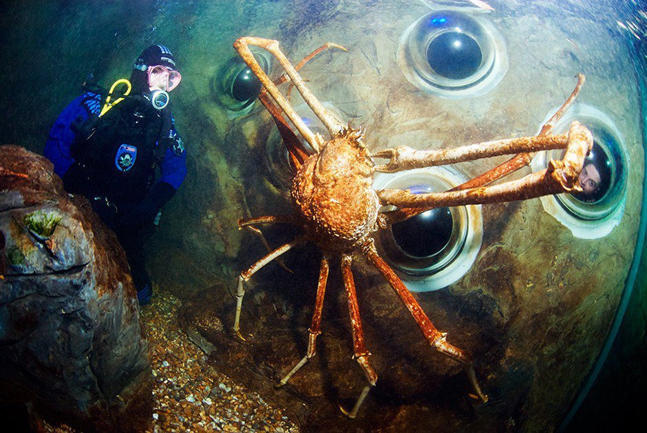 Книга рекордів Гіннеса: 60 років історії (частина друга)