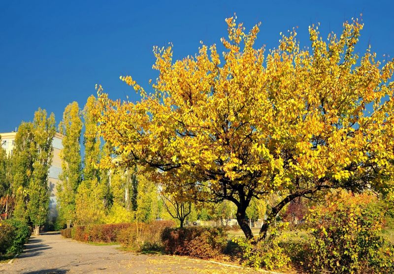 Park of Culture and Recreation Leski