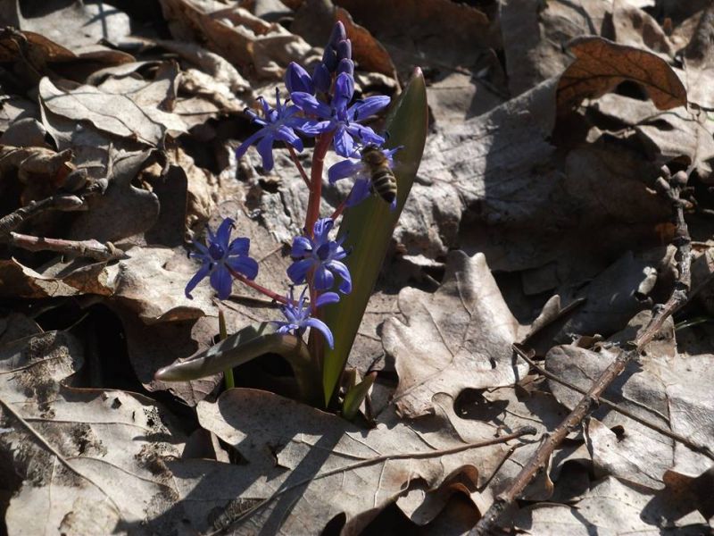 Природний парк Пирятинський Природний парк Пирятинський