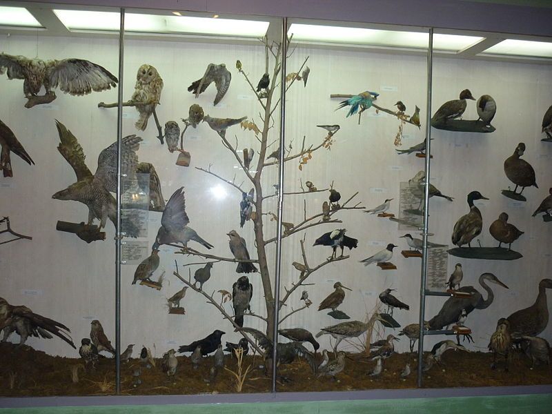 Уманский краеведческий музей