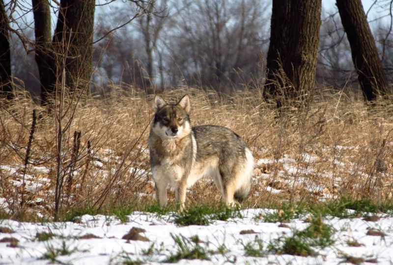 Природний парк Пирятинський Природний парк Пирятинський