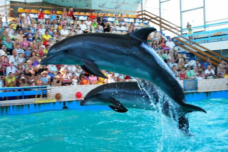 Evpatoria dolphinarium = Evpatoria Dolphinarium title=Evpatoria Dolphinarium ></p></p></p></p></p></p></p></p><p>p class = pimg><img src=/images/pages/2014_09/ceb6223f9a89e23eca6490926393b1b8.jpg alt=Evpatoria Dolphinarium title=Evpatoria Dolphinarium></p><p class = pimg><img src=/images/pages/2014_09/3f8c76ff57f0639d3718bdd5a6309d4b.jpg alt=Evpatoria Dolphinarium title=Evpatoria Dolphinarium></p><p class = pimg><img src=/images/pages/2014_09 /1ce7af3707cc0257fabf49efe8c5c9a3.jpg alt = Evpatoria Dolphinarium title=Evpatoria Dolphinarium ></p><p class = pimg ><img src =/images/pages/2014_09/ffb18777e509d384d602548e0c9acd24.jpg alt = The Evpatoria delphi Nary title=Evpatoria Dolphinarium ></p><p class = pimg ><img src =/images/pages/2014_09/9e4271ad23b3d944250d506805124b7a.jpg alt = Evpatoria Dolphinarium title=Evpatoria Dolphinarium ></p>
