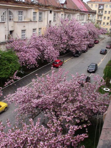 The Czech district, Uzhgorod